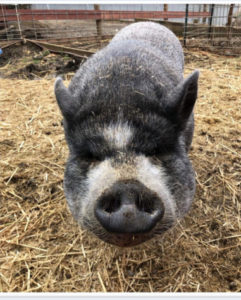 Daisy the potbelly pig at Loma Vista Farm, Vallejo