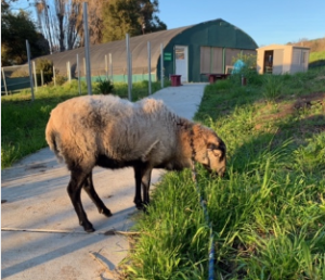 Lucy the sheep grazing at Loma Vista Farm, Vallejo