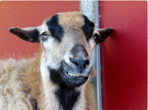 Lucy the sheep at Loma Vista Farm, Vallejo