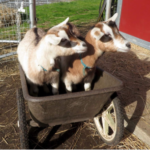 relocating our goats