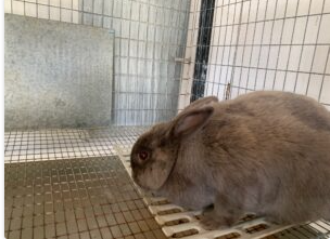 Rabbits - Loma Vista Farm