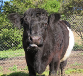 Oreo the cow at Loma Vista Farm, Vallejo