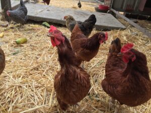 Read more about the article Do Chickens Actually Need a Rooster to Lay Eggs?