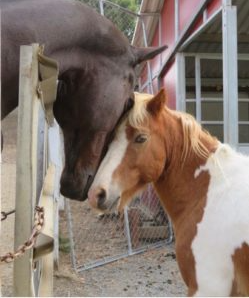 horse and pony at Loma Vista Farm, Vallejo