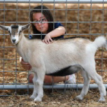 goats at Loma Vista Farm Vallejo