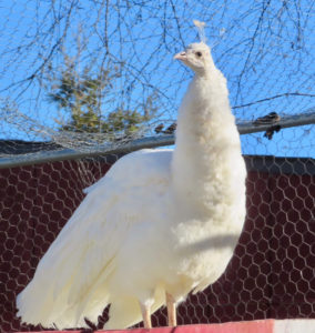 new peahen at the farm