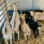 goats at loma vista farm Vallejo