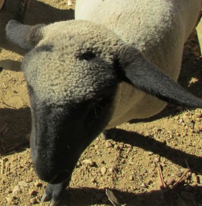 one new ewe at loma vista farm