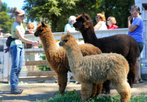 new alpacas at Loma Vista Farm