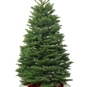 Noble Fir 5-6 ft