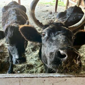 Keebler and Oreo at Loma Vista Farm Vallejo