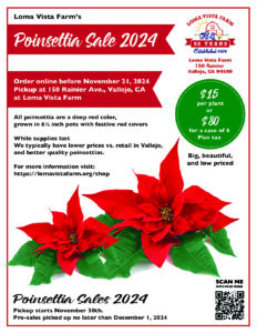 Poinsettia sale at Loma Vista Farm, Vallejo