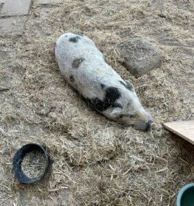 clever Rocky at Loma Vista farm, Vallejo