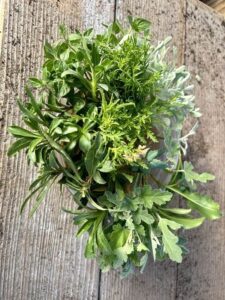 native plant cuttings for propagation at Loma Vista Farm Vallejo