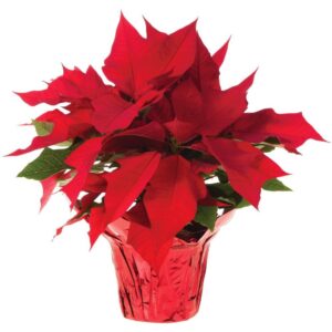 1 case of 6 red Poinsettias