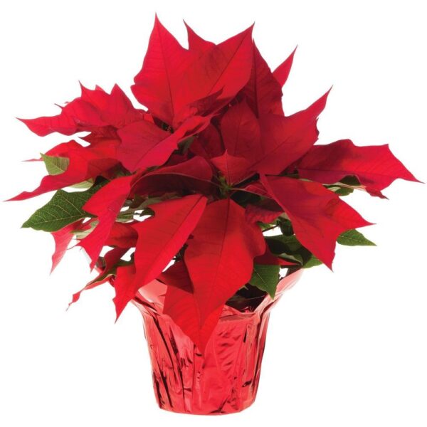 6" Poinsettia at Loma Vista Farm