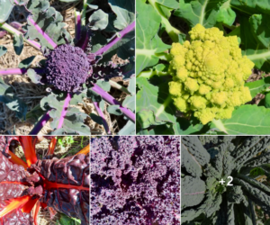 growing veggies at Loma Vista Farm Vallejo