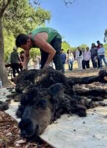 Alpaca shearing at Loma Vista Farm Vallejo