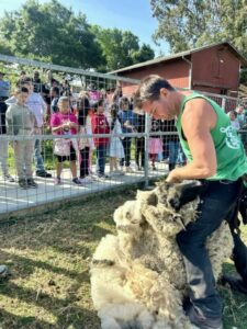 sheep shearing at Loma Vista Farm, Vallejo