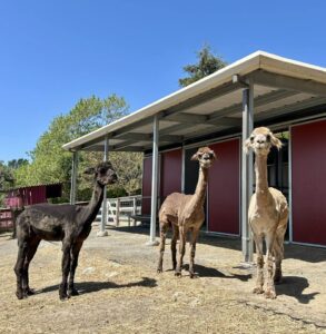 Cleanly sheared Alpaca at Loma Vista Farm Vallejo