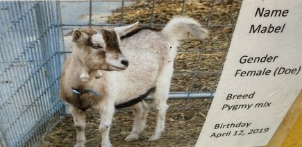 Mable the goat at Loma Vista Farm Vallejo