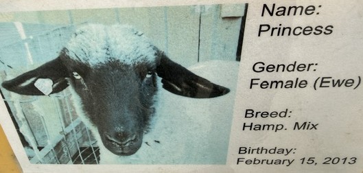 Princess the ewe at Loma Vista Farm