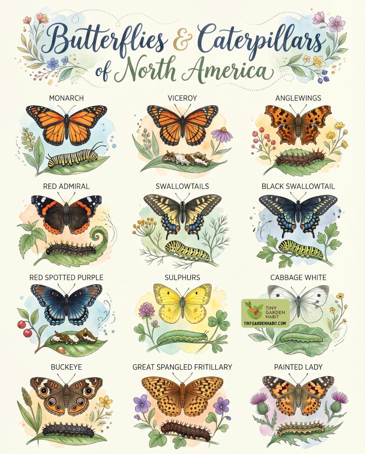 Read more about the article Butterflies and Caterpillars