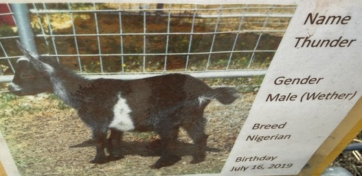 Thunder the goat at Loma Vista Farm Vallejo