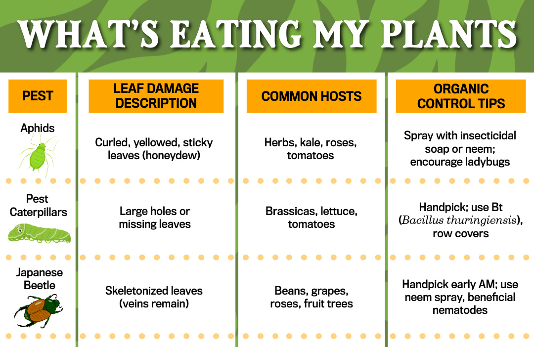 Read more about the article What’s Eating My Plants?