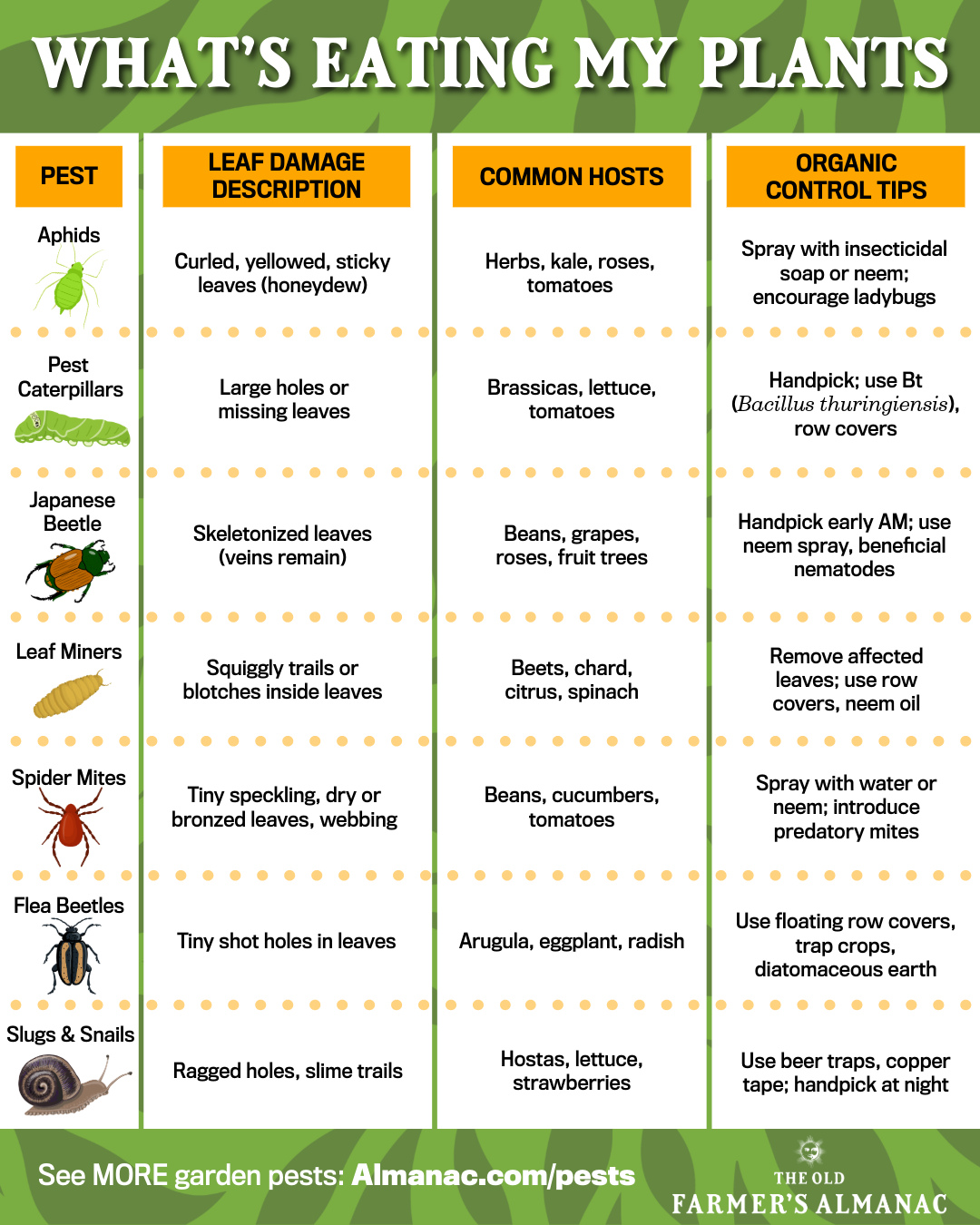 Read more about the article What’s Eating My Plants?