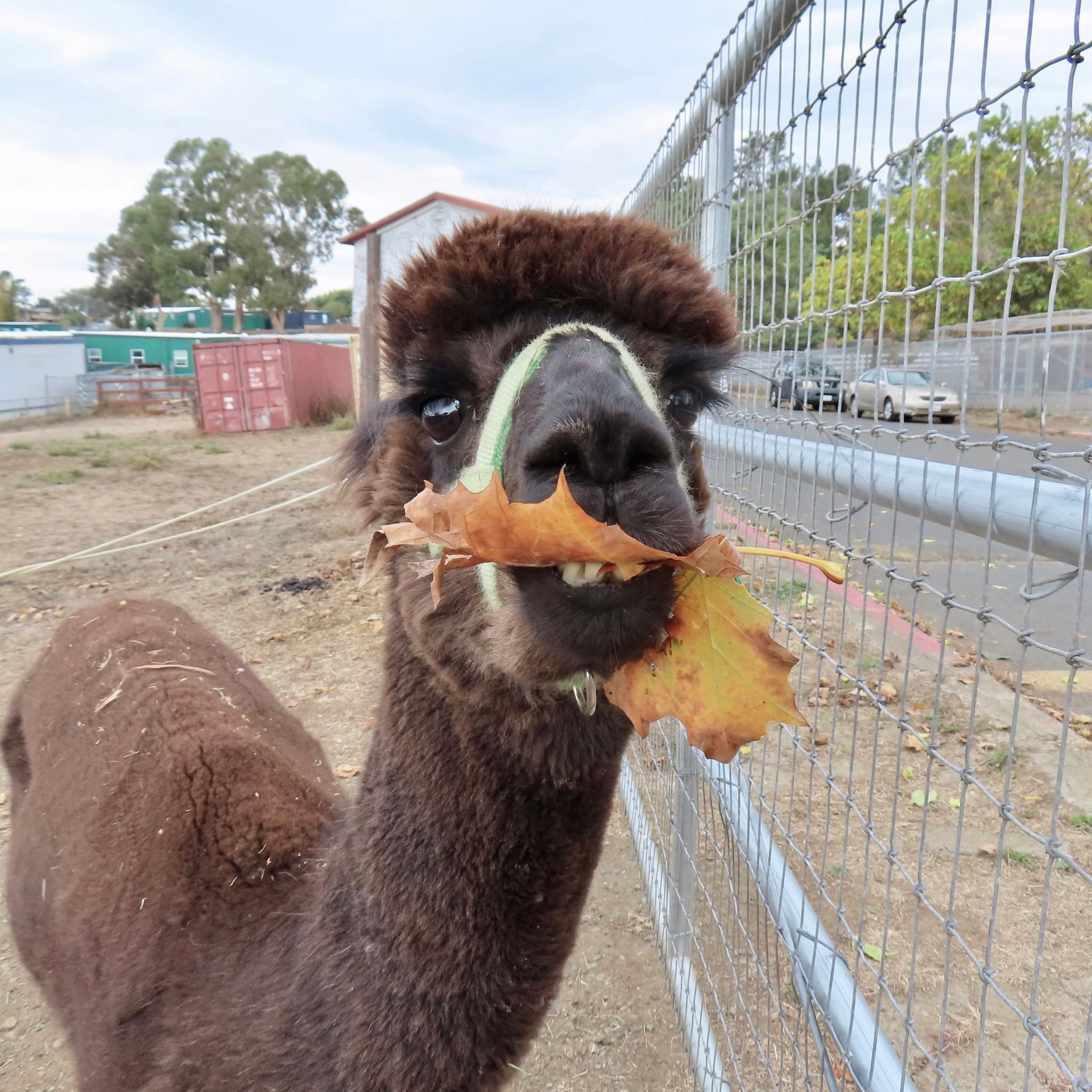 Read more about the article Animal Rights Awareness Week at the Farm