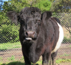 Read more about the article The Secret Language of Cows