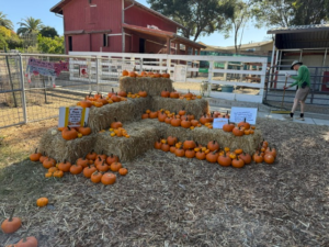 more pumpkins