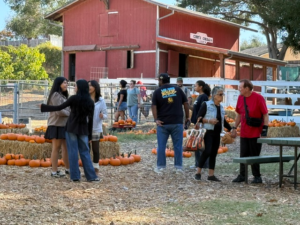deciding which pumpkin to get